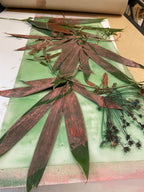 Monoprinten - Baukje Duin